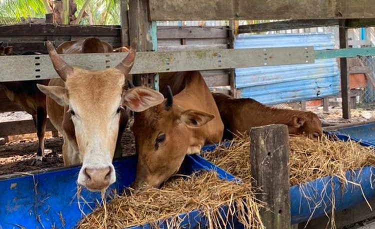 ALMA animal feed
